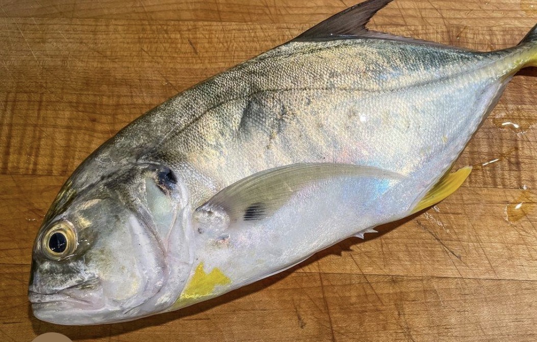 JACK FISH [BIG]
